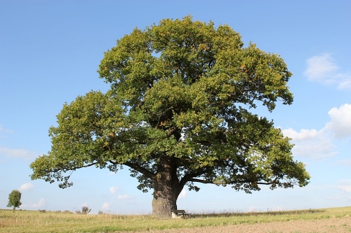 tree scent in perfume