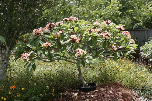 tree flowers perfume scent